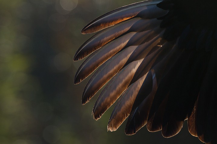 Rabengeier Coragyps atratus Black Vulture